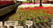 В Рязани на клумбах высадят более 430 тыс. цветов в 2024 году