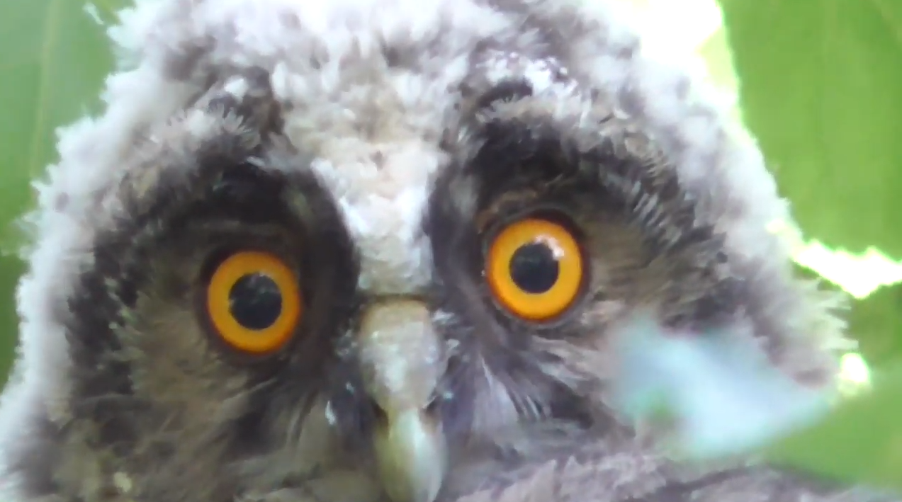 В рязанском городском парке сняли на видео ушастых сов