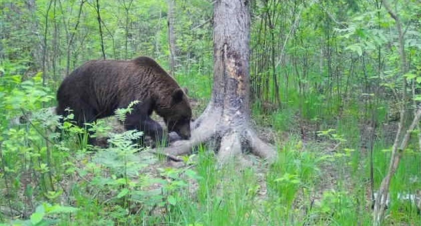 В рязанском Окском заповеднике в июне 2022 года снова заметили медведя