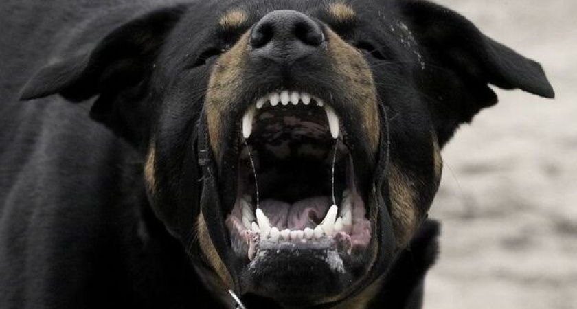 В Рязани агрессивная собака напала на девушку и порвала ей куртку