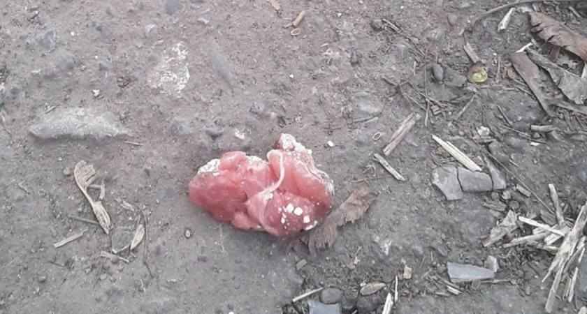 В рязанском поселке Приокский травят собак мясом
