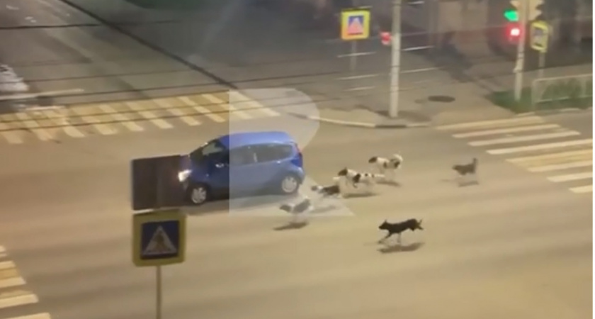 На улице Гагарина в Рязани засняли нападающих на машины собак