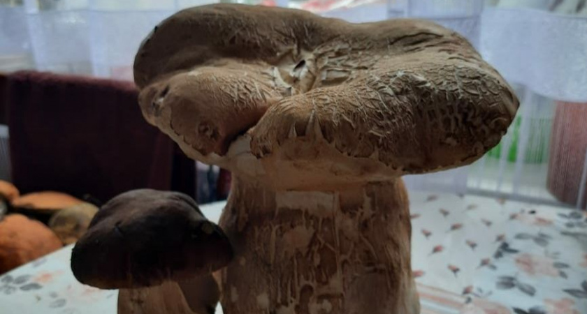 Белый гриб массой 1,2 кг обнаружен в Скопинском районе