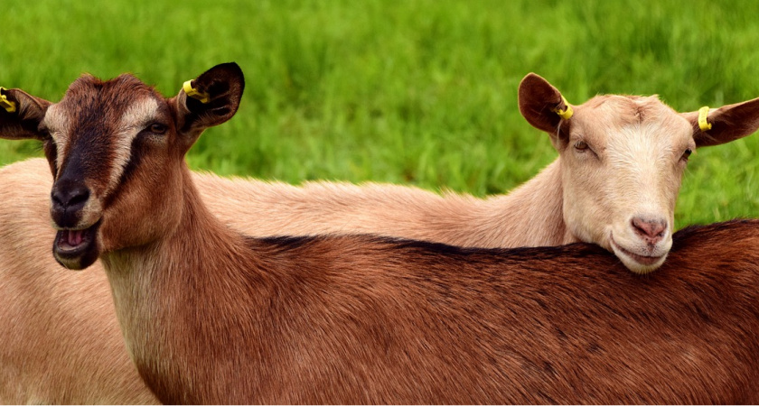 В Рыбновском и Сапожковском районах выявили бешенство у мелкого рогатого скота