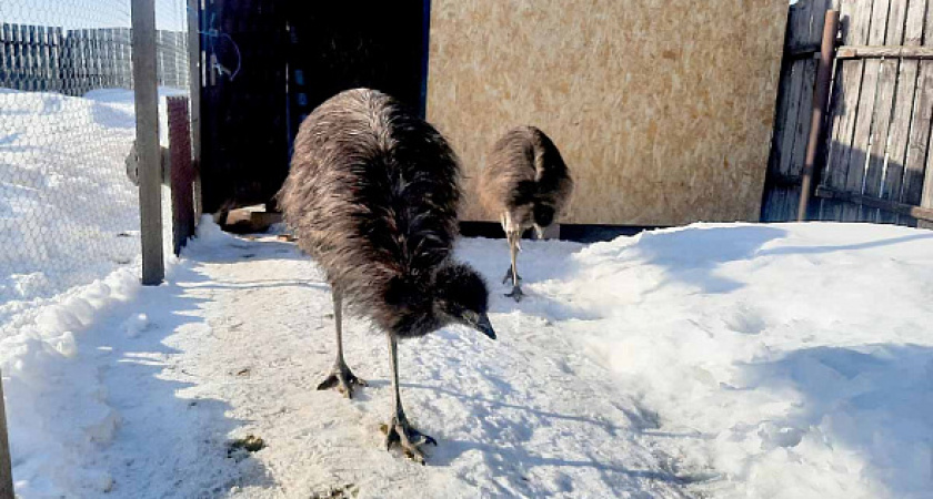 На поиски сбежавшего страуса Жоржа в рязанской деревне ушли сутки