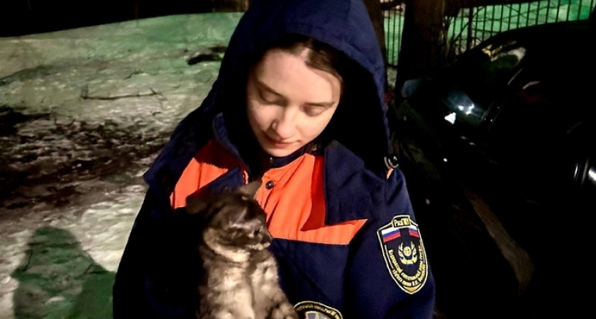 В Рязани волонтеры спасли кота, забравшегося на высоту пятиэтажного дома