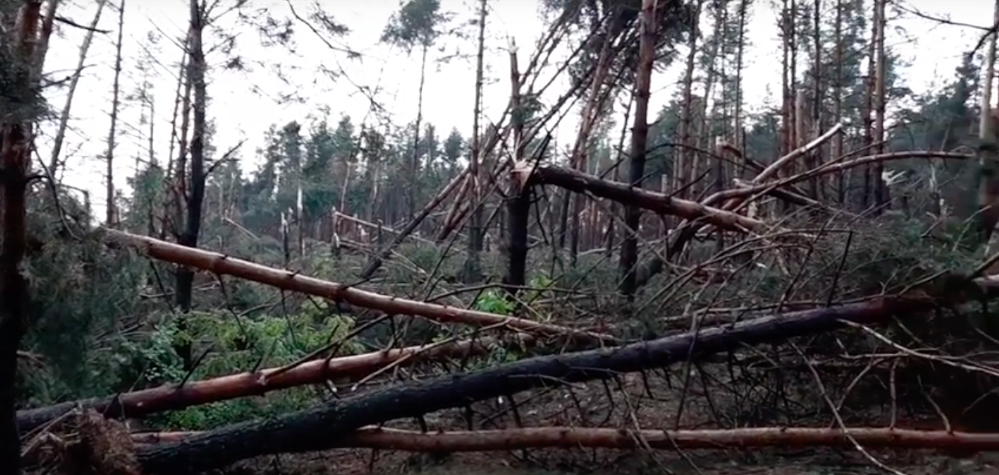 В районе села Коростово ветер повалил вековые деревья