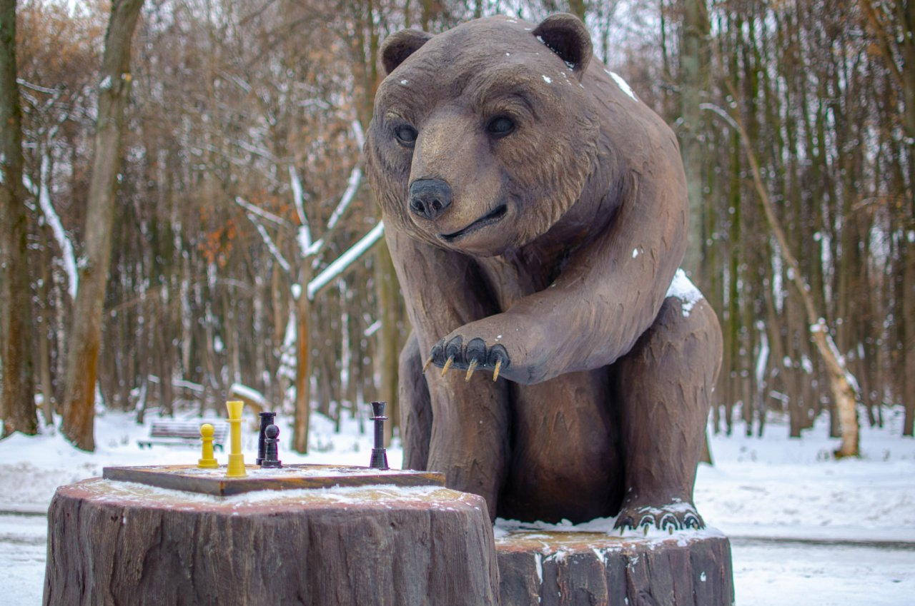 Рязанцы в соцсетях выберут имя медведю, который играет в шахматы в Лесопарке