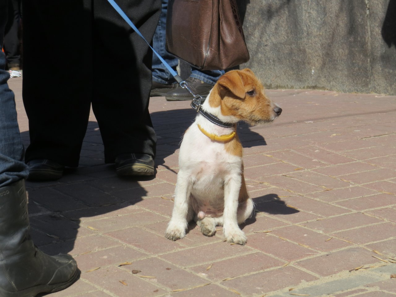 Житель Рязани продал омичке несуществующего щенка