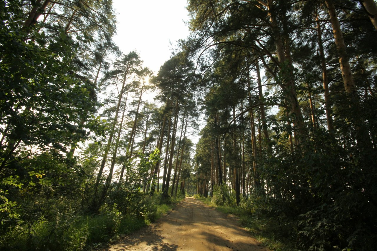 Установлен особый противопожарный режим: в Рязанской области запретят въезжать в лес