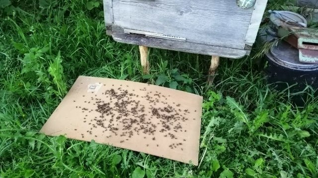 Из-за массовой гибели пчел ряжские пасечники попросили провести проверку
