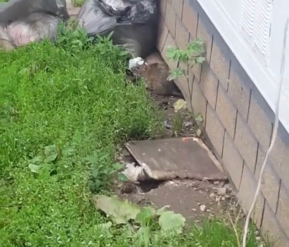 Еще один питомец в общепите: рязанцы засняли на видео крысу возле шаурмичной