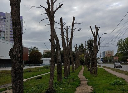Деревья на Московском шоссе гибнут из-за паразитов
