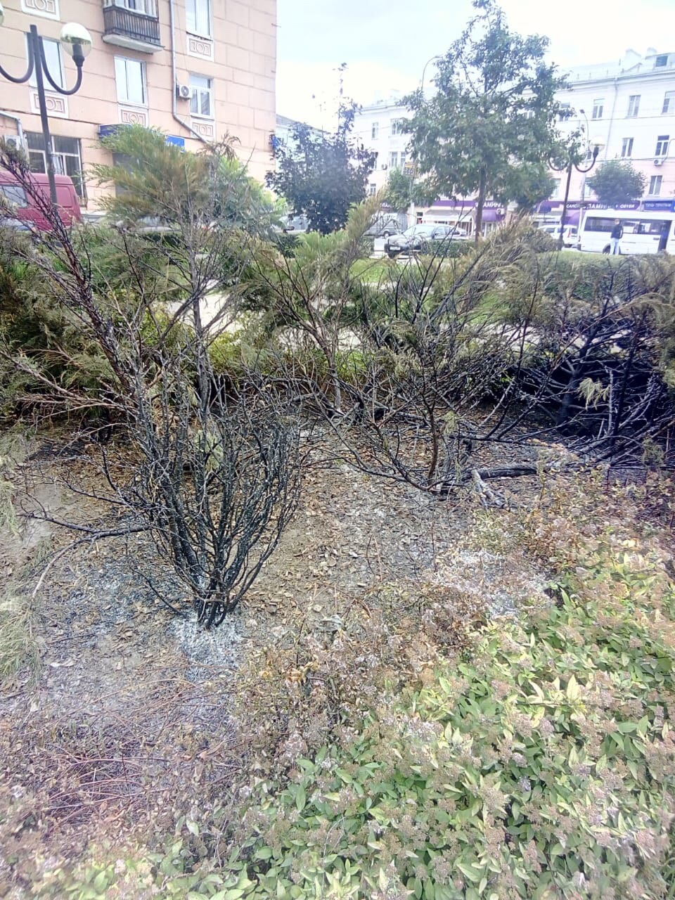 Кто-то испортил деревья в сквере в центре Рязани. Власти города ищут вандалов