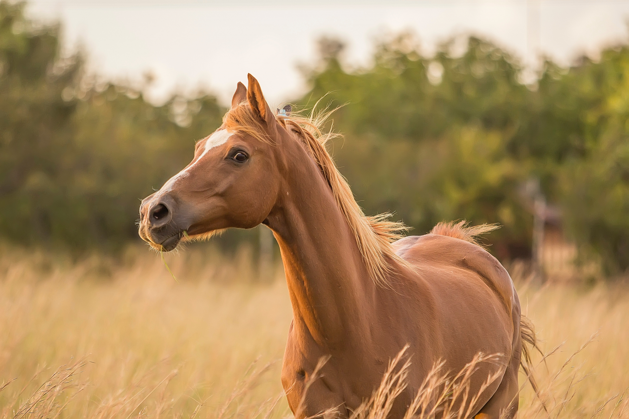 В Рязанской области лошадь пробила голову семилетнему мальчику