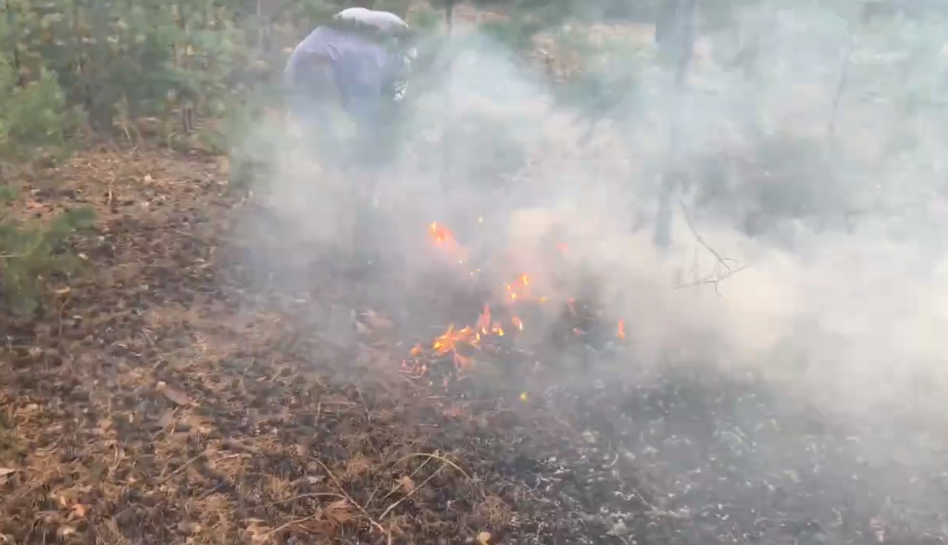 Отдыхающие в Фефеловом бору оставили после себя пожар: видео