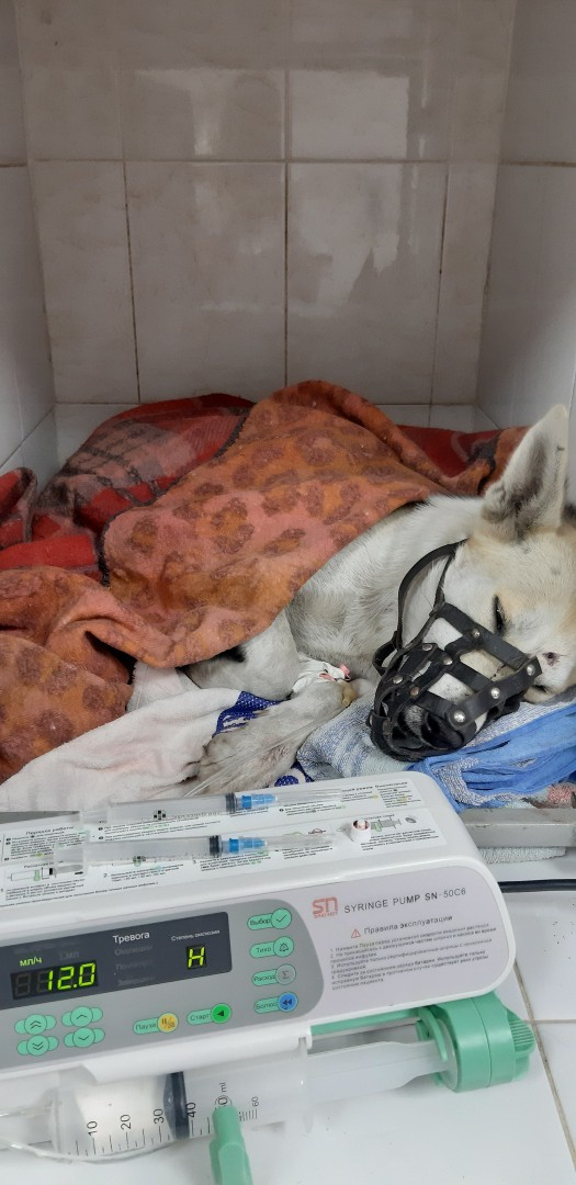 Возле 11 больницы неизвестный расстрелял собаку