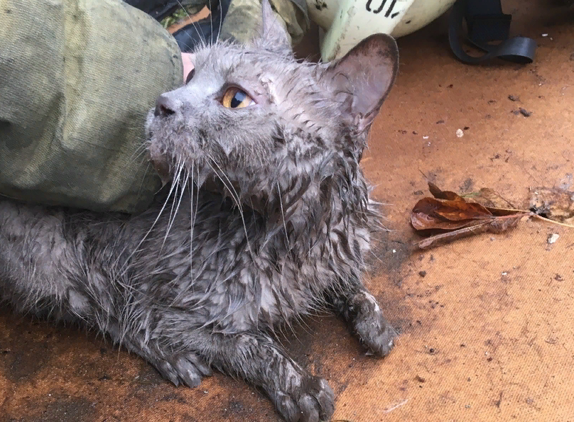 Минутка доброты: в Пермском крае пожарные спасли беременную кошку из горящего дома