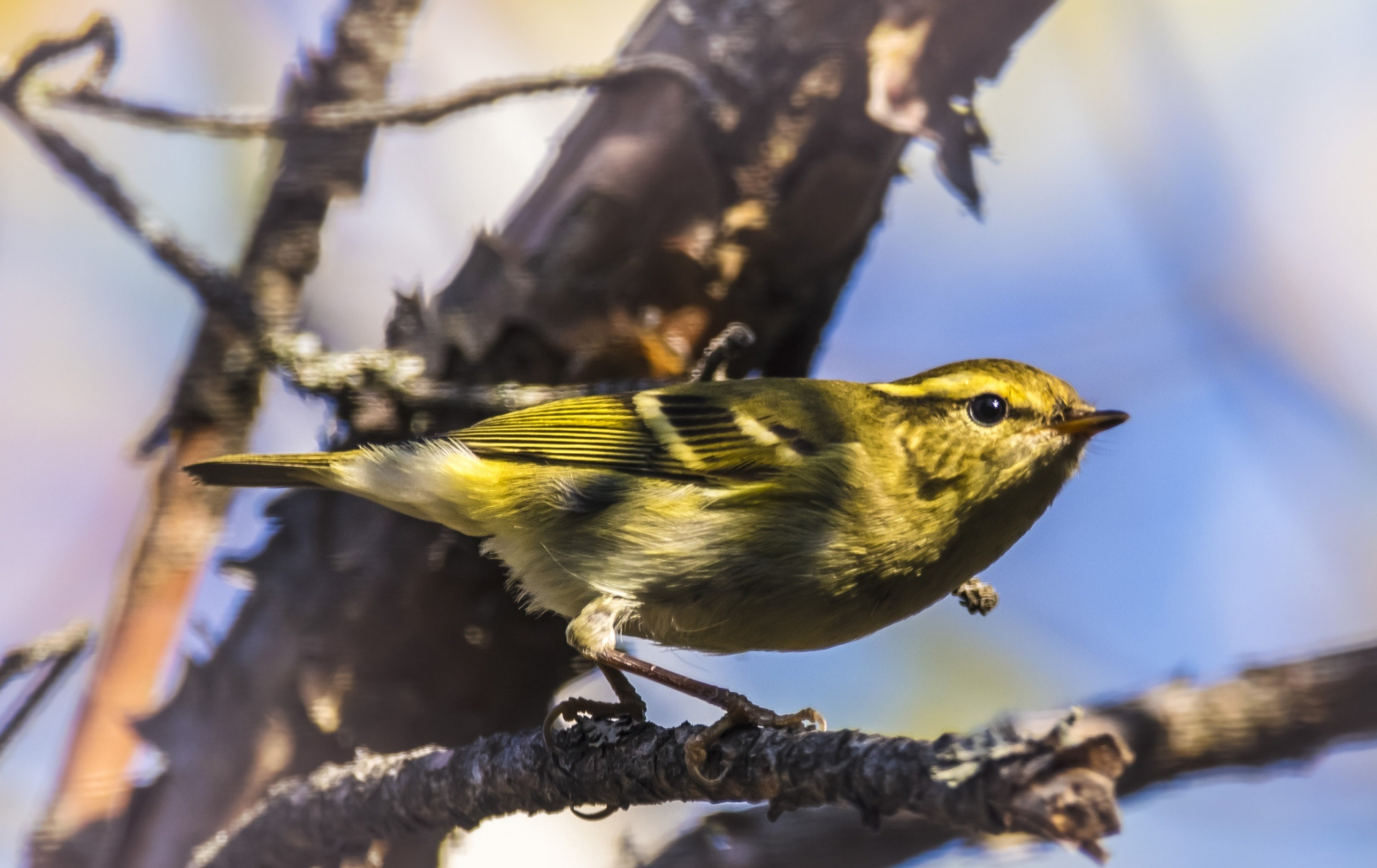 Рязанские орнитологи нашли новый вид птиц
