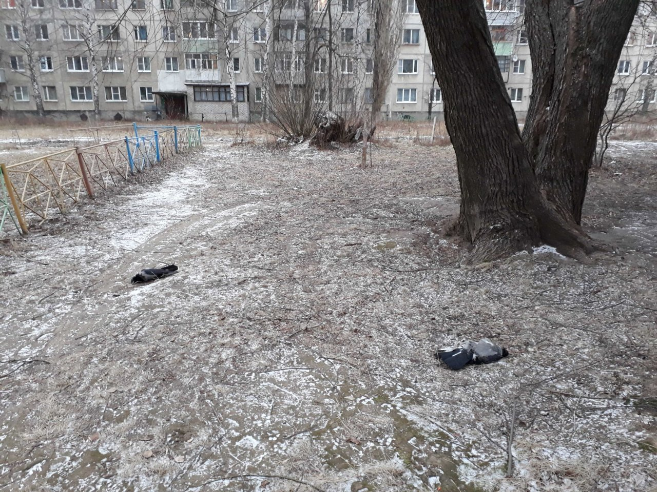 Падеж птиц продолжается: на Новоселов нашли очередные тела