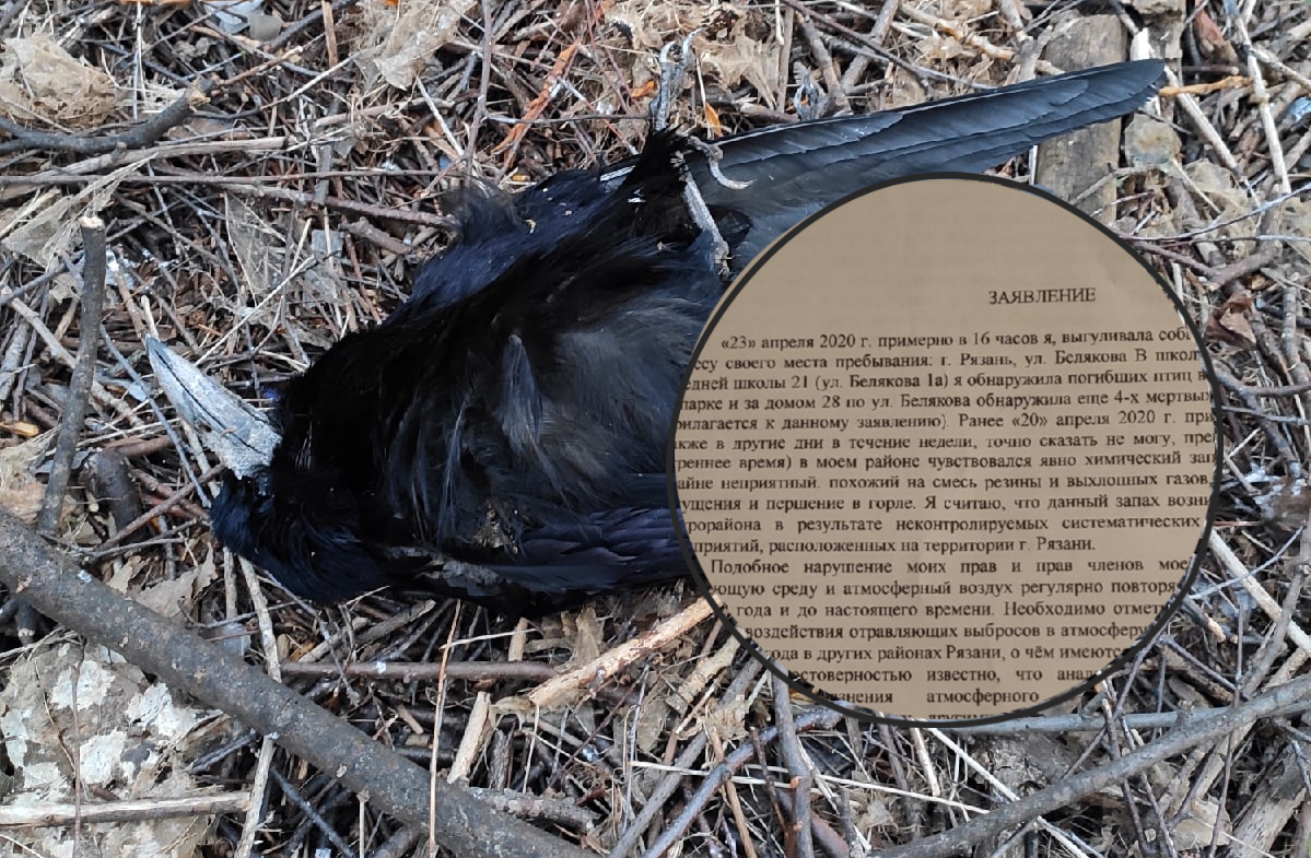 "Выброс, а потом – мертвые птицы": рязанские активисты, которые выступают за чистый воздух, пишут заявления в полицию