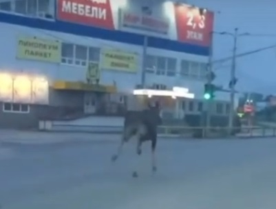 Бегущий лось в Рязани - видео