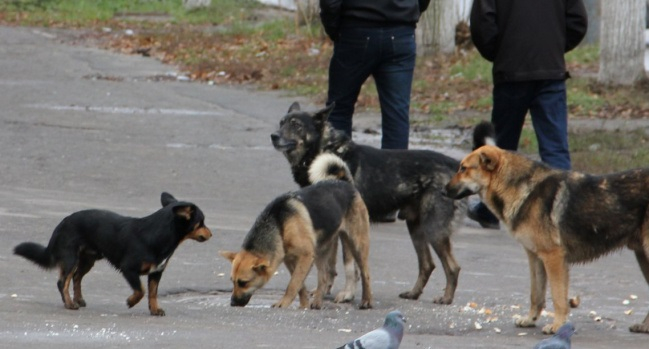 Страшно выходить: на Белякова обосновалась свора бродячих собак