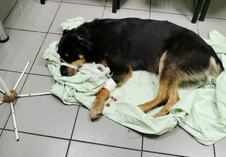 Срочный сбор! Зоозащитники пытаются найти деньги для лечения раненых в Вышгороде собак
