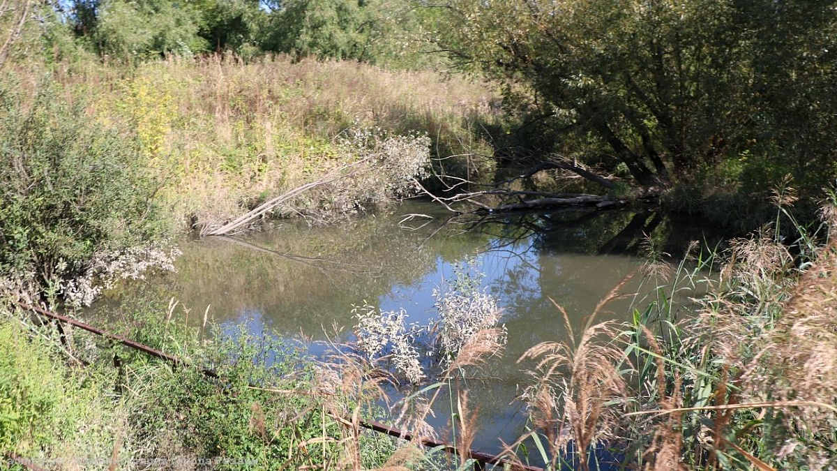 Много мусора и травы: в Рязани очистят ручей Быстрец