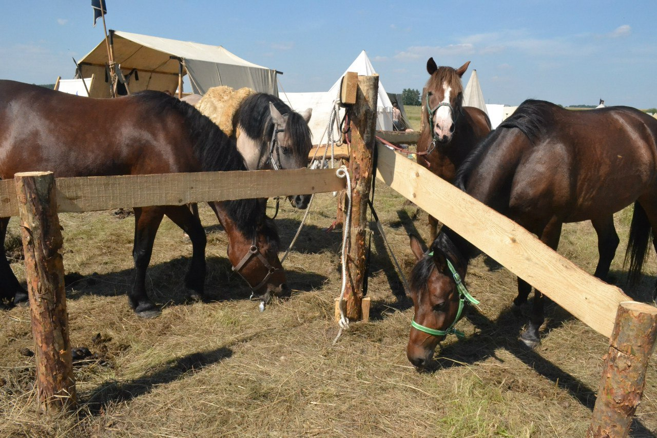 Животные, вытащенные “из колбасы”: рязанская фермерша рассказала о том, как спасает лошадей