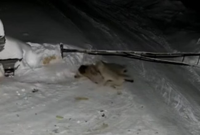 Доступный источник пищи: в Прикамье волки загрызли сторожевую собаку