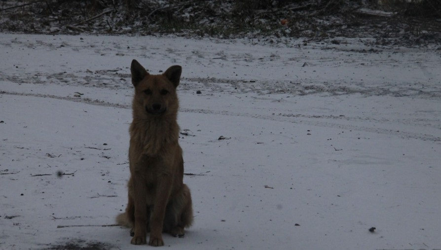 Растерзали собаки: в Новомичуринске нашли обезображенное тело мужчины