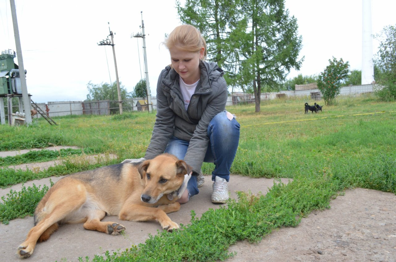 За 181 тысяч рублей: в ЦПКиО отремонтируют площадку для выгула собак