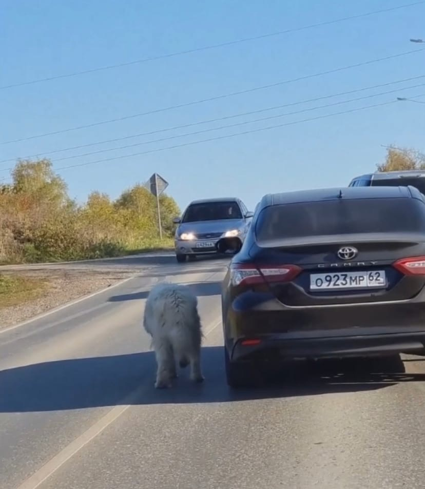 "Что ею двигало?": в Рязанской области засняли женщину, которая выгуливала собаку, находясь в машине