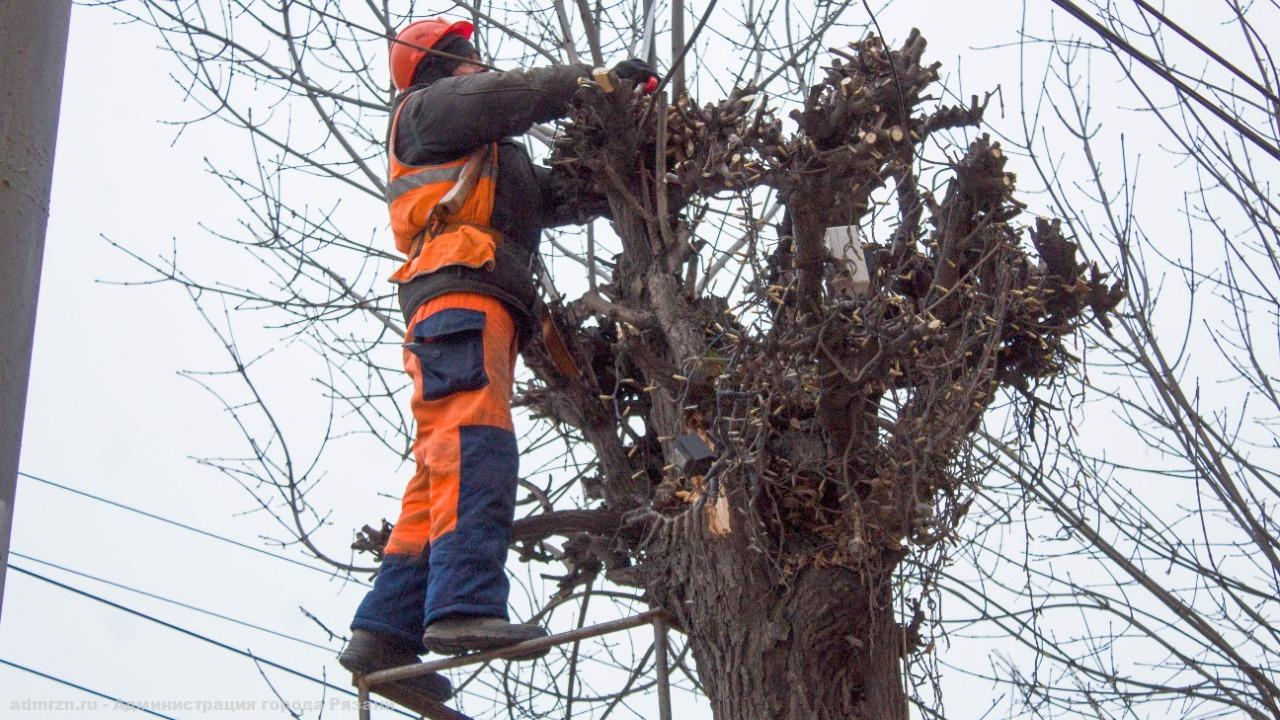 В Рязани продолжают опиловку деревьев и уборку листьев