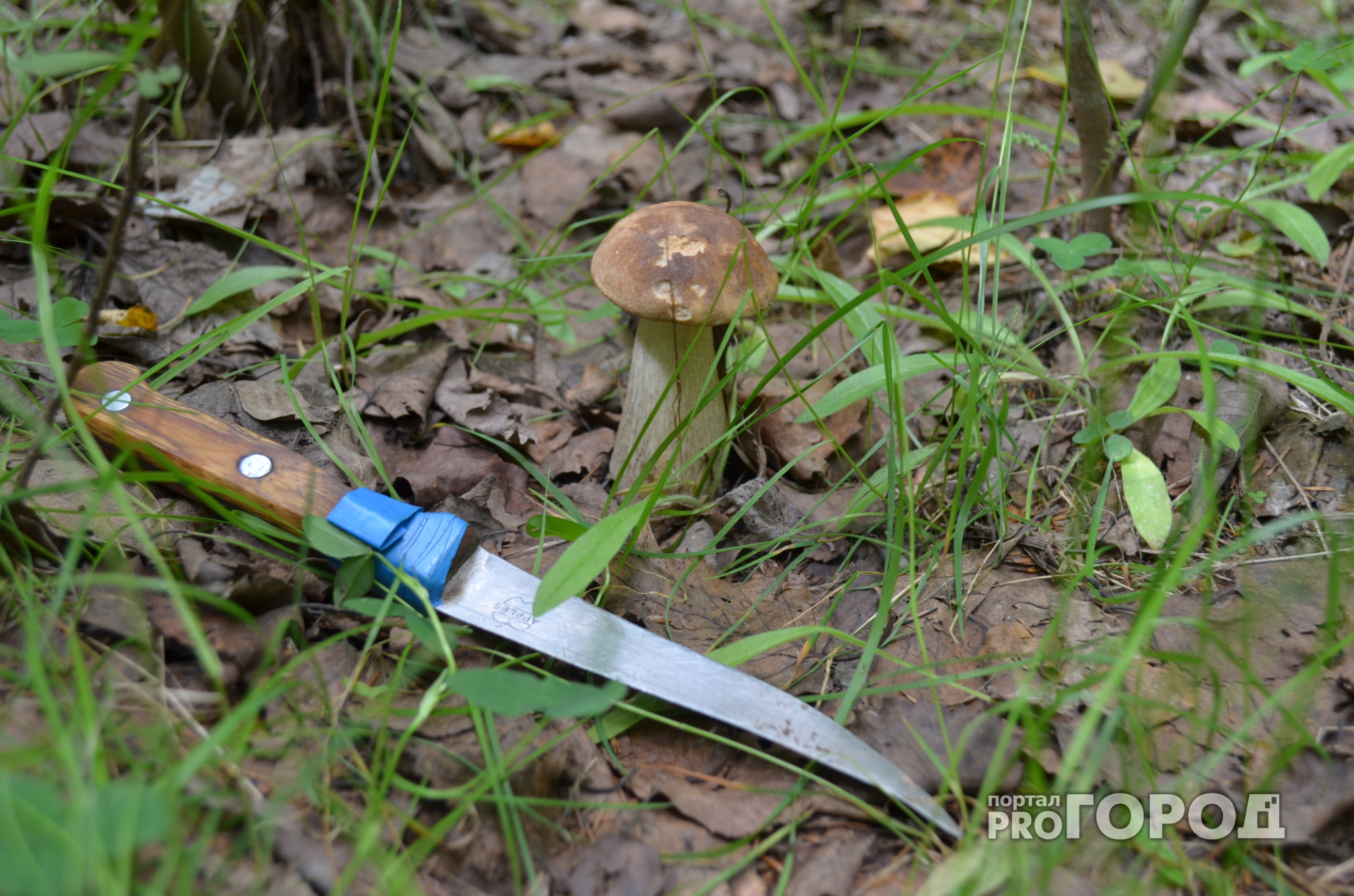 В Рязанской области сотрудники МЧС нашли семерых пропавших грибников