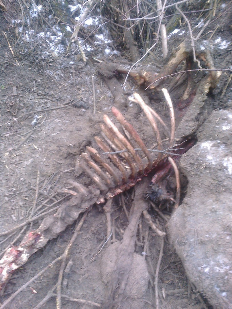 Падёж лошадей на конезаводе в Дивово продолжается – стало известно еще о двух погибших животных