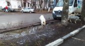 В Рязани стая собак напала на девочку: в горадминистрации прокомментировали ситуацию 