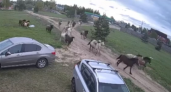 Очевидцы засняли табун сбежавших лошадей в посёлке под Рязанью