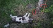 В Рыбновском районе нашли труп умершей от голода собаки