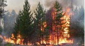 Площадь лесного пожара в рязанском заповеднике достигла 30 гектаров