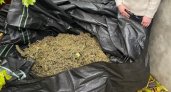 Житель Советского района Рязани заготовил больше 7 килограммов марихуаны