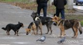 "Рвали одежду и кусали до крови": в Рязани стая бродячих псов напала на женщину