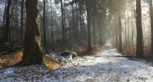 19 ноября в Рязанской области ожидаются снег и -5 градусов