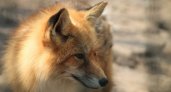 В Рязанской области вознаграждение за добычу лисицы выросло до 1045 рублей