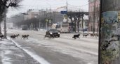 В центре Рязани жители засняли большую стаю бездомных собак