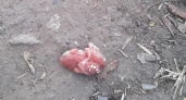 В рязанском поселке Приокский травят собак мясом