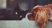 27 мая в рязанском Лесопарке пройдет выставка собак и кошек