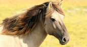 Старожиловский конный завод борется за сохранение исчезающей породы лошадей