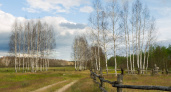 Центр защиты леса Рязанской области оценил ущерб от непарного шелкопряда